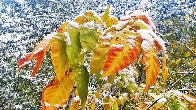 小雪节气为啥要吃火锅,小雪节气适合吃羊肉吗