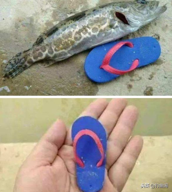 比较实用的钓鱼装备,钓鱼装备6件套