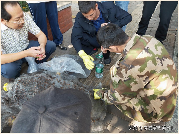 中蜂出售10元一只,农村大爷卖野蜂2元一只