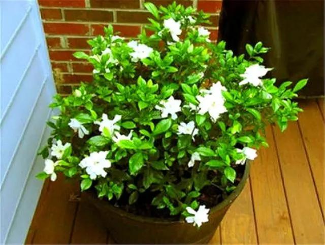 栀子花叶片发黄什么原因,栀子花叶片发黄是什么原因造成的