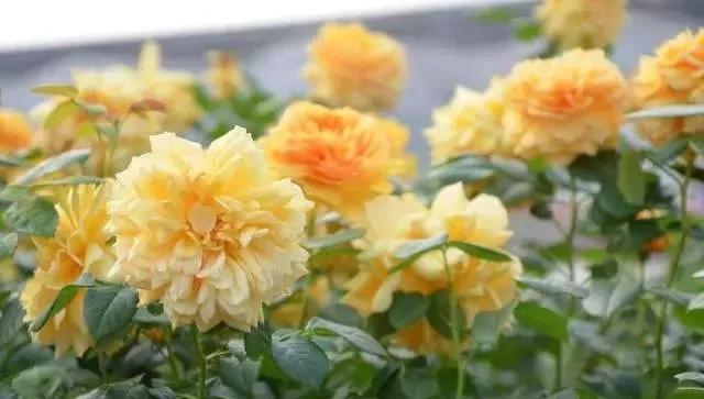 玫瑰花有哪些品种,玫瑰花有哪些品种大全