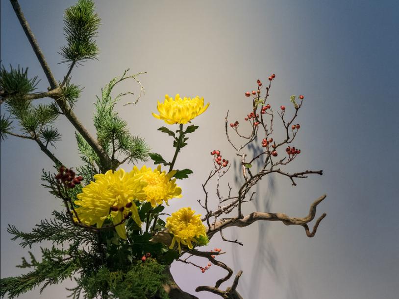 一花一茶一书一世界感慨,一花一世界一茶一时光