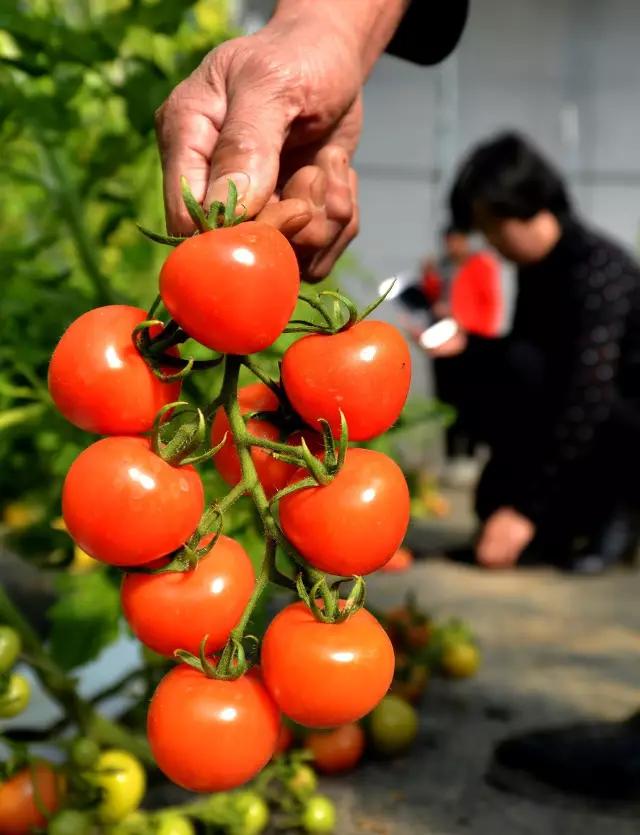 怎样提高圣女果品质,如何提高圣女果的光泽度