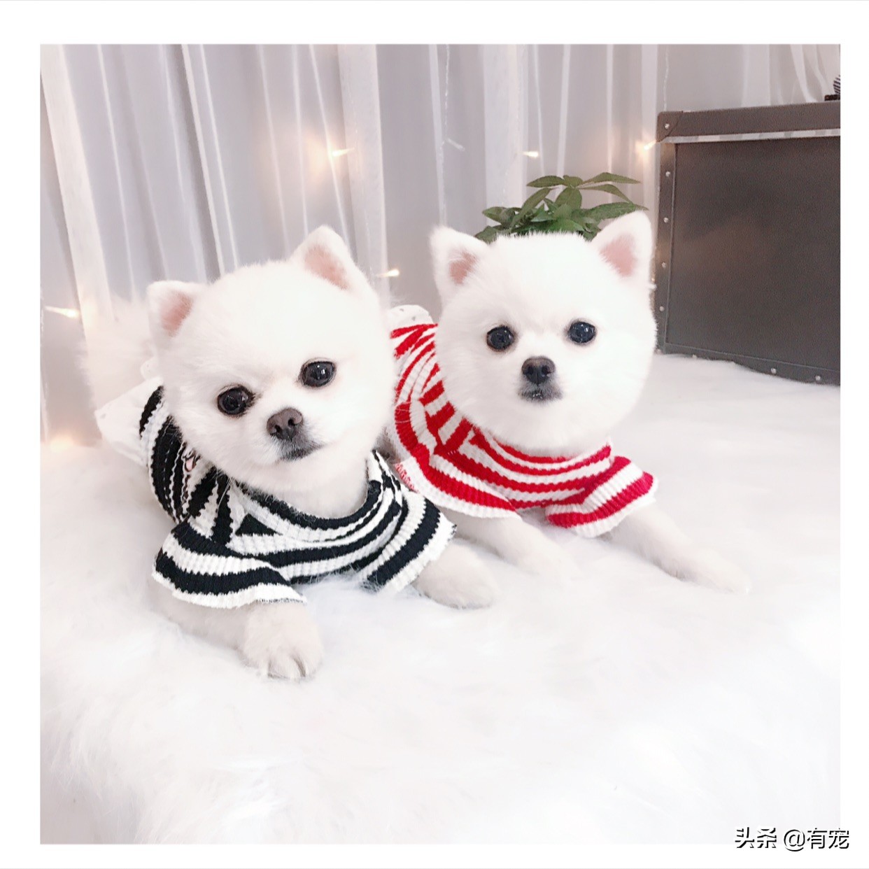 长毛狗狗美毛注意的几点,狗狗的短毛和长毛是什么作用