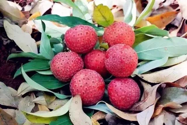 80后90后农村儿时零食野果,在海南儿时吃的野果还记得几种