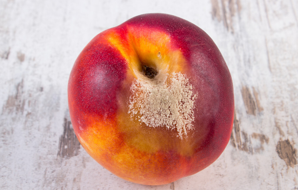 吃桃子的禁忌事项有哪些,吃桃子有这3个禁忌千万不要忽视