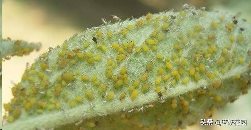 月季花苞期蚜虫不处理会怎么样,月季花苞上有蚜虫喷什么药