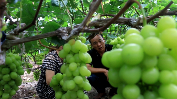 新洋丰农业项目,新洋丰绿色