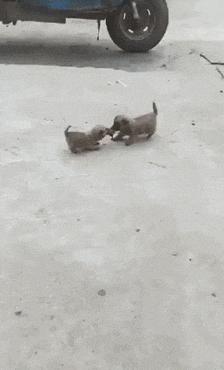 搞笑gif一看就是聪明人,搞笑gif趣图果然是亲生的笑死我了