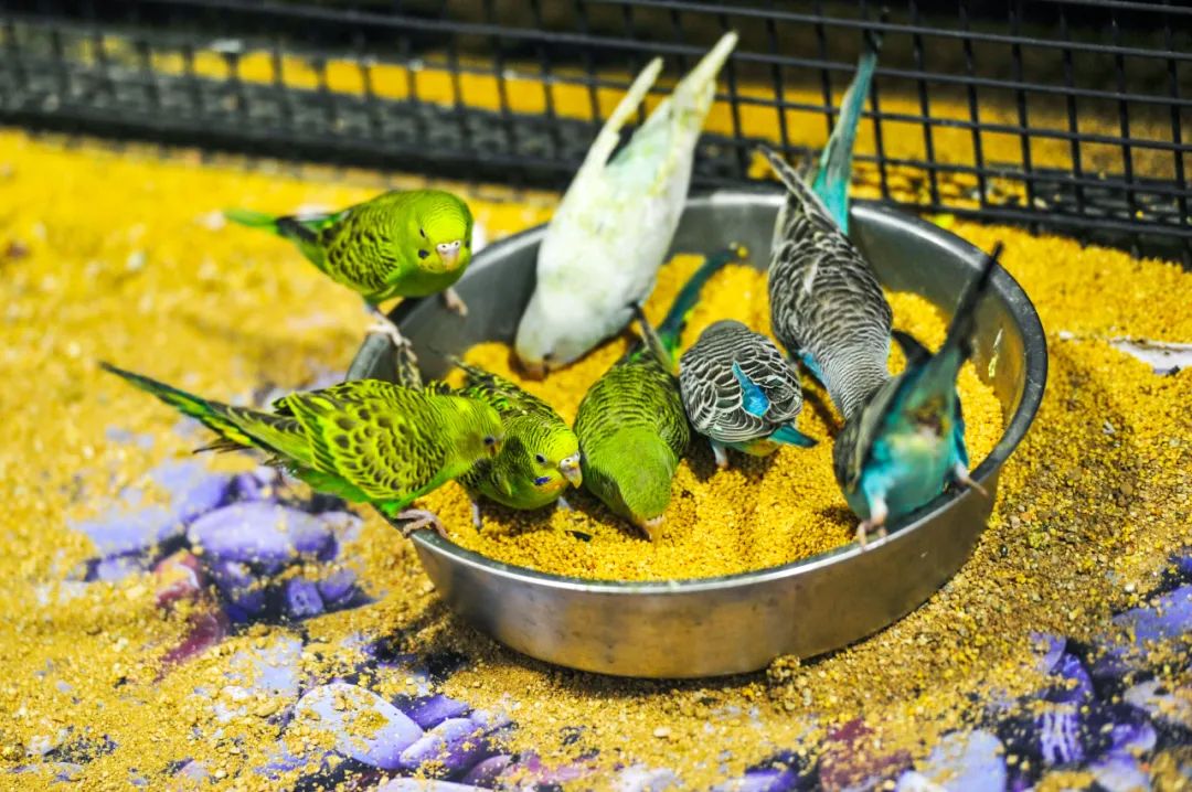 免费！森林物语•虫现江湖，“热带雨林”空降济南！