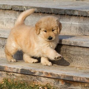 关于金毛犬的简介,金毛犬的祖先是什么犬