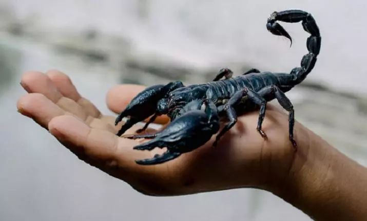 蝎子有毒但无毒,蝎子能当烟抽吗