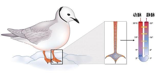 又要下雨了小鸟怎么办,雨这么大该怎么走