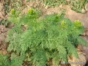 地里的野菜不认识拍照片怎么查,农田常见100种杂草图谱名称及作用