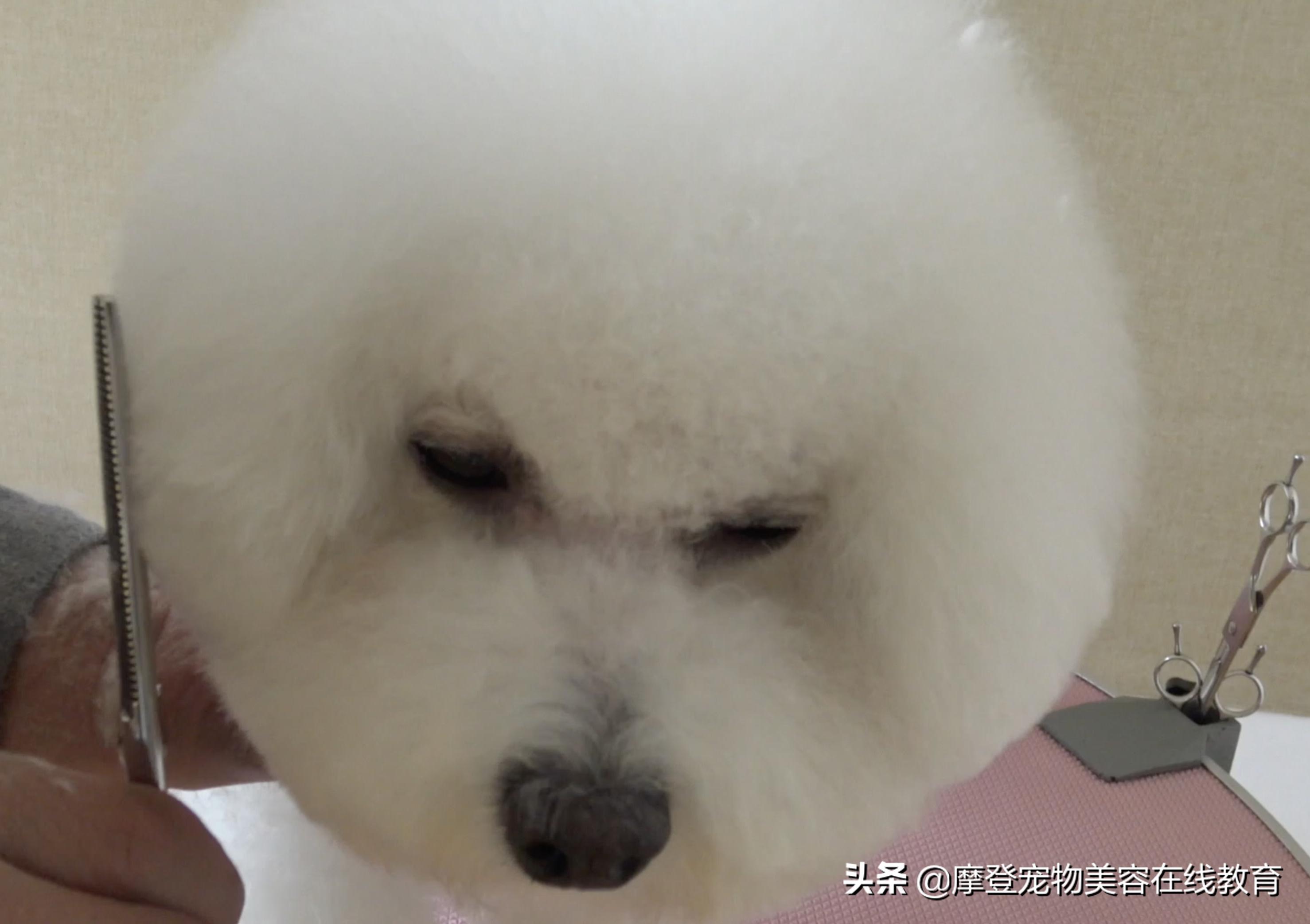 比熊美容剃剪教程,比熊美容教学剪毛视频