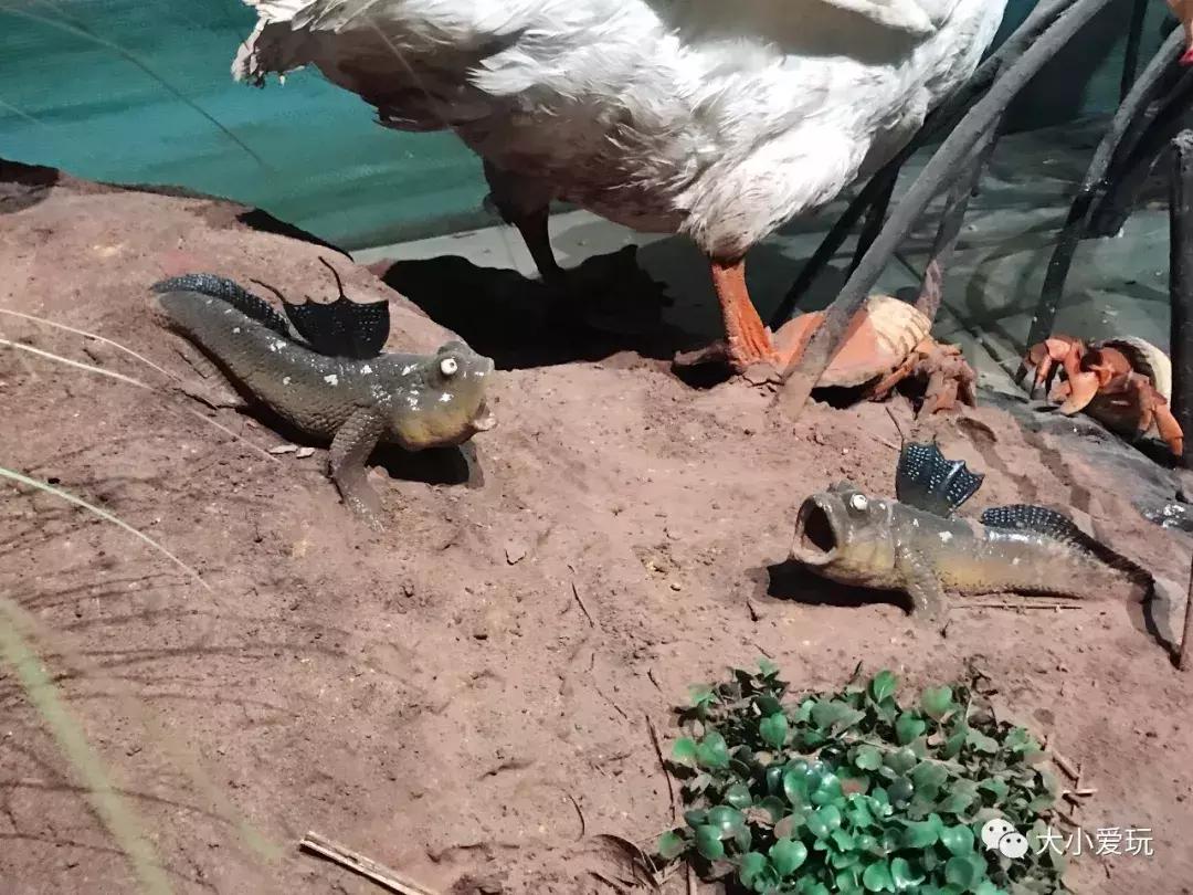 开放首日实探国家海洋博物馆，史上最抢手博物馆究竟长什么样