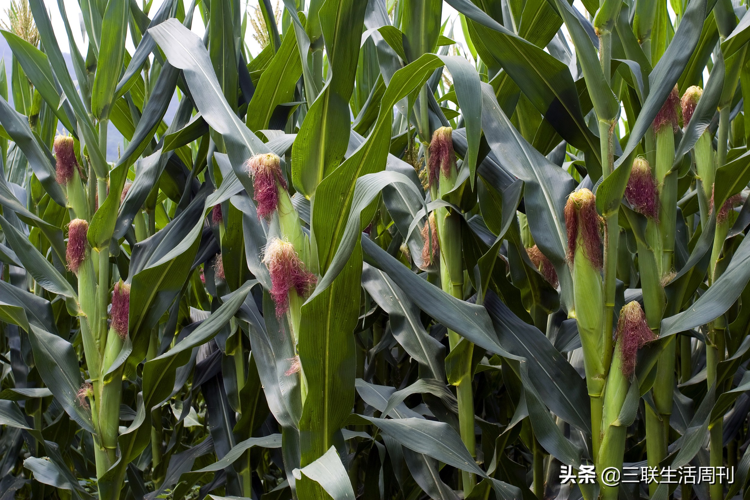 女子干完农活在田埂上跳古典舞,在家跳古典舞的女人