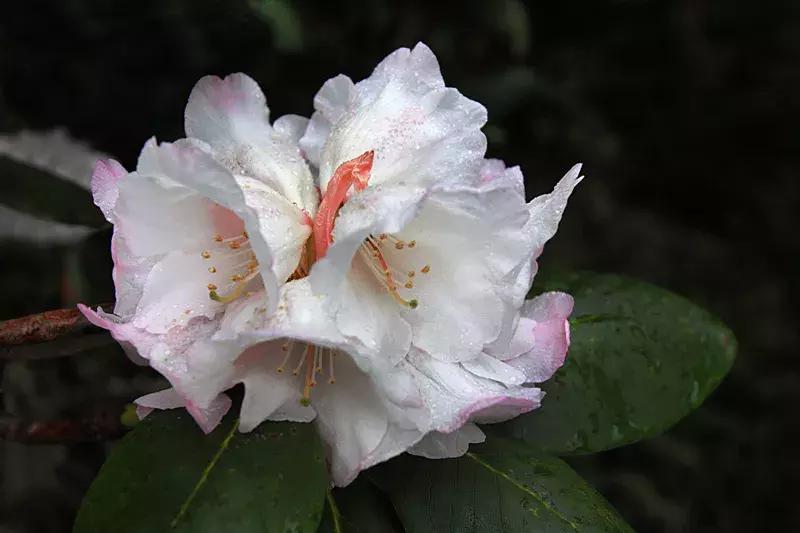 凉山州哪里可以赏花,西昌赏花攻略