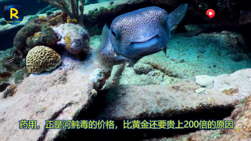 一不小心中了河豚毒，如何科学的保命呢？西瓜视频带你看看