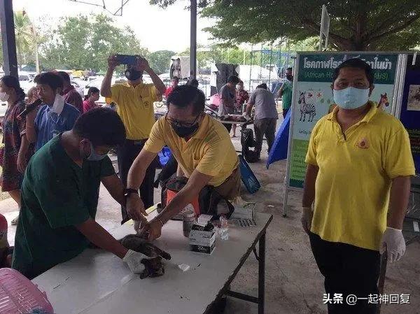 绝育猫的蛋蛋怎么处理,绝育后的猫蛋蛋怎么处理