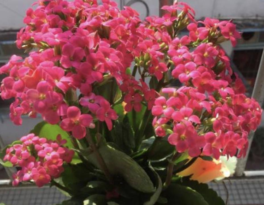 长寿花喜欢阳光,长寿花喜欢油性肥料