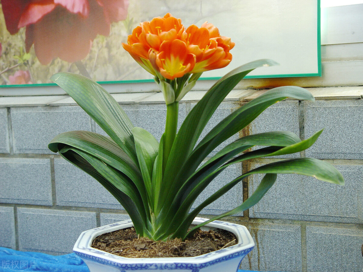 君子兰换盆口诀大全,老花匠如何给君子兰换盆