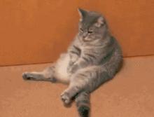 猫咪也会生气的视频,猫咪生气发怒哈气是怎么发出的