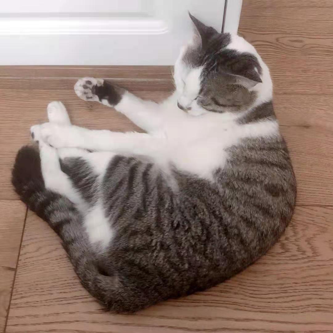 啥猫粮靠谱,大家选哪种猫粮最好