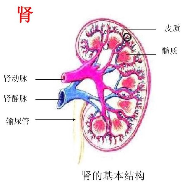 肾囊肿在什么情况下变癌,肾囊肿的原因和结局