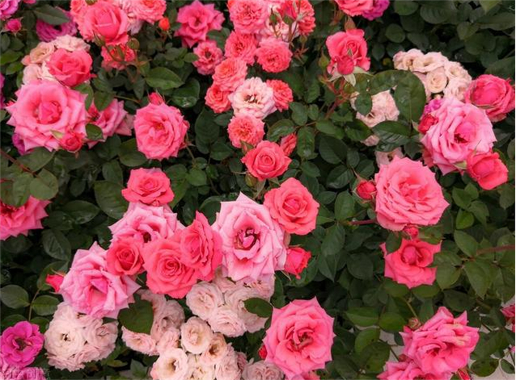 玫瑰花杆上长白斑点是什么原因,玫瑰花长斑点怎么办