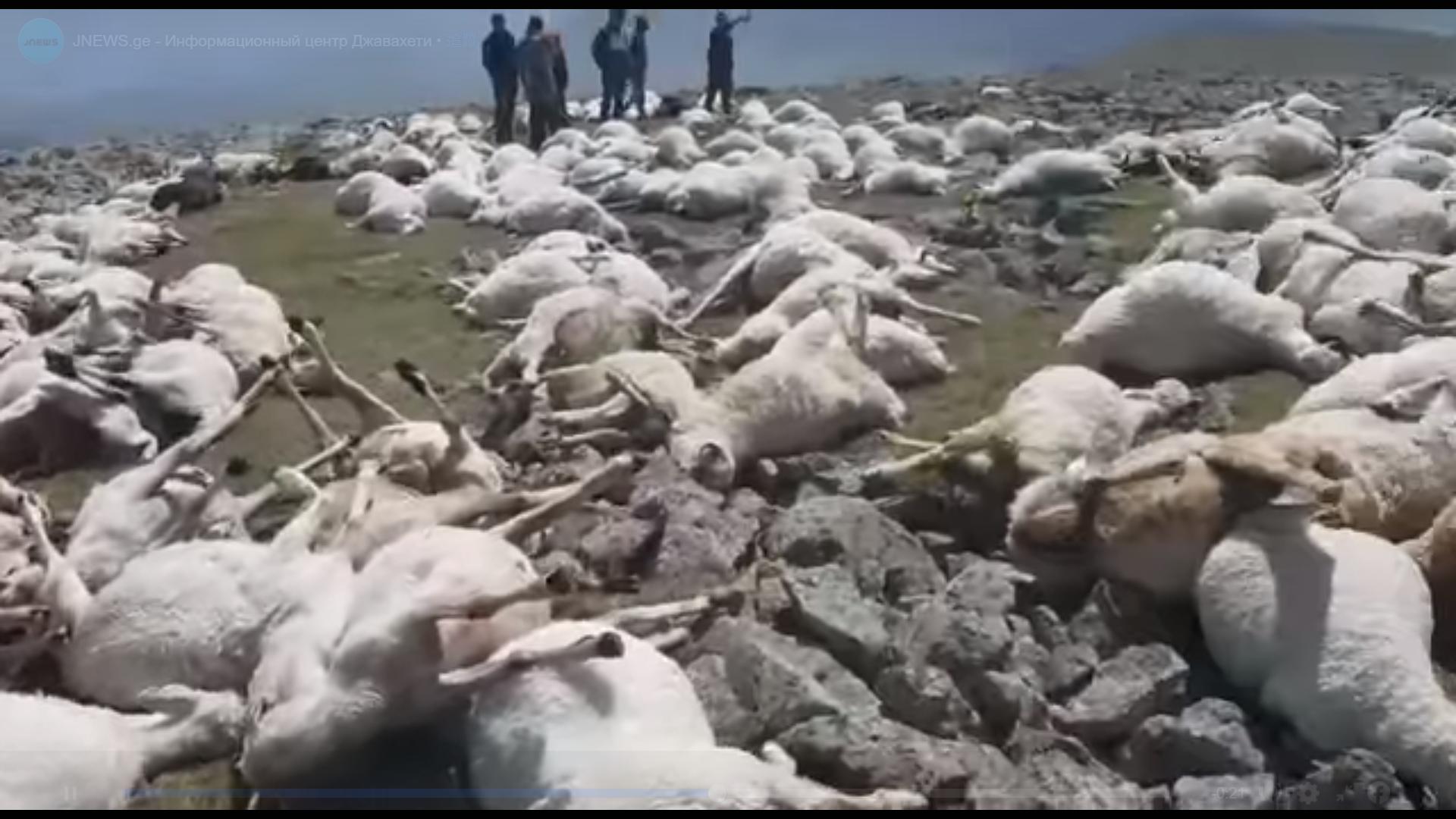 挖虫草遭雷击身亡,挖虫草被雷击的图片