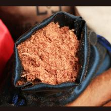 洗发水能不能去除猫身上跳蚤,猫猫身上的跳蚤怎么去除