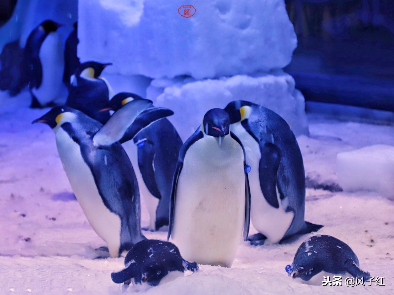 上海新地标丨海昌海洋公园一日游园玩法攻略