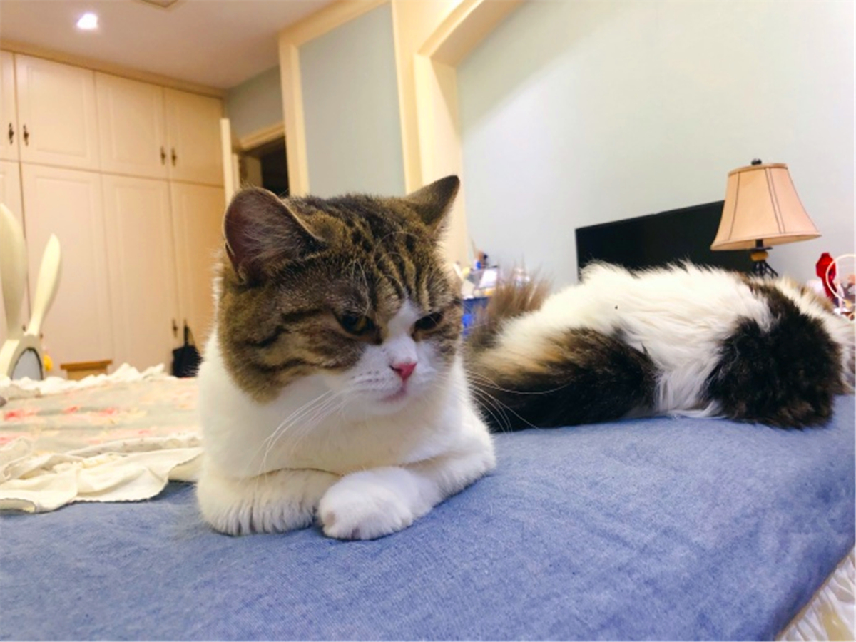 被猫抓伤确诊猫抓病,被猫咪抓了会得猫瘟吗