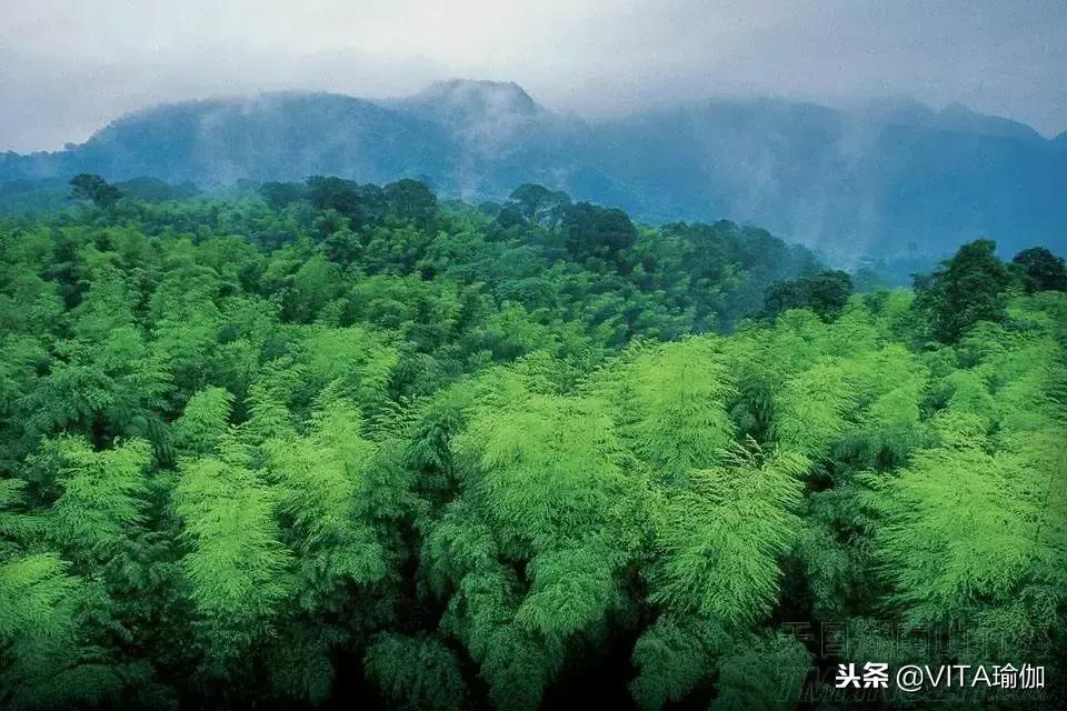 禅修茶道瑜伽馆,禅修疗愈馆