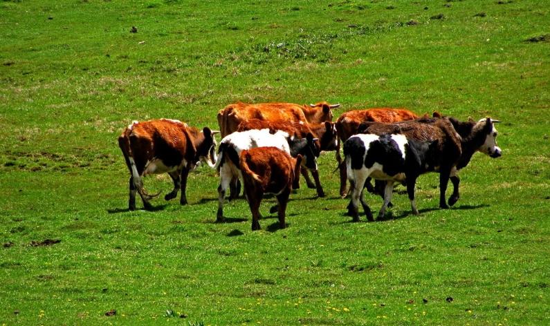 新生儿防过敏奶粉排行榜,中老年奶粉排行榜