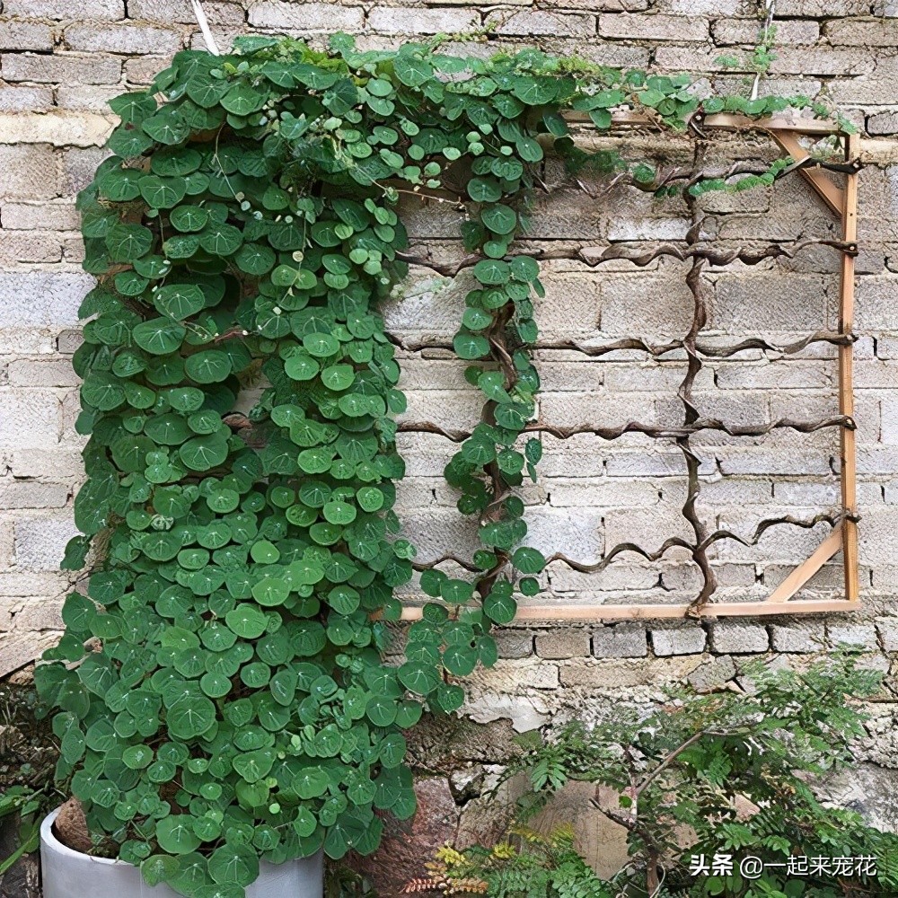 绿萝和山乌龟,山乌龟和绿萝
