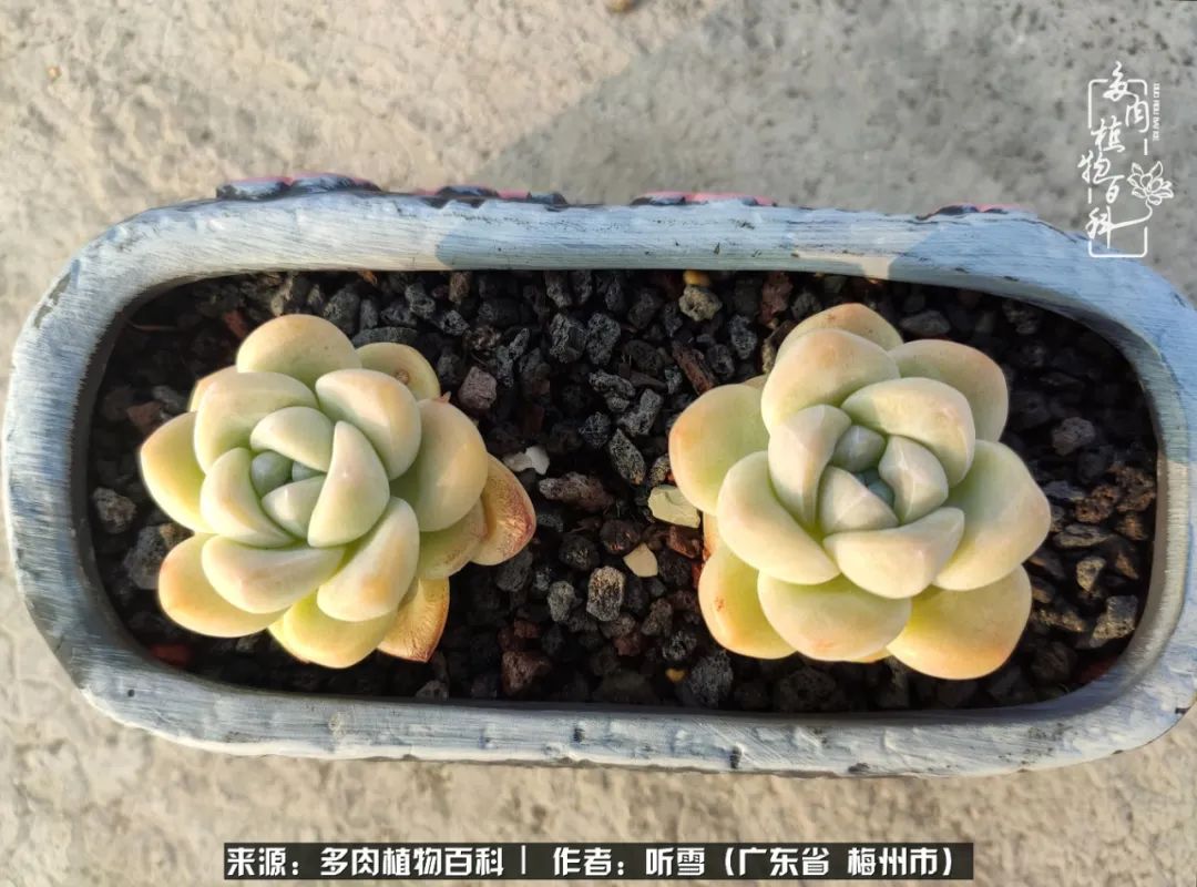 爱上多肉精致生活,爱上多肉我们的减压法宝