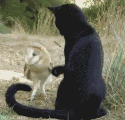 超级搞笑gif图,超好笑gif图