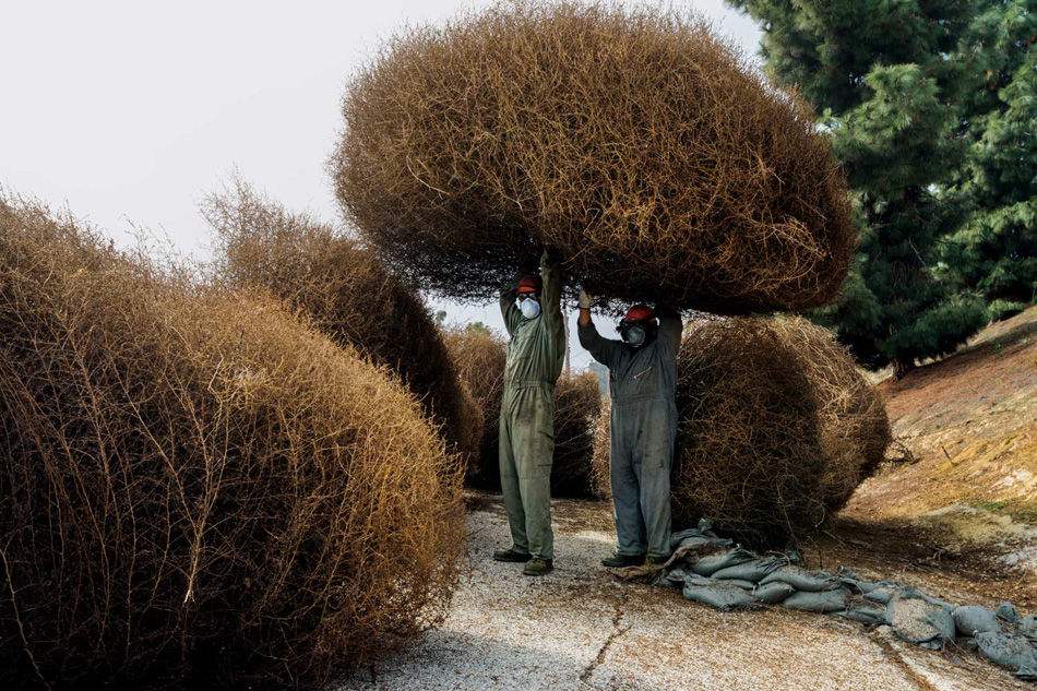 风滚草入侵外国公路,风滚草入侵中国后怎样了