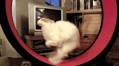 猫咪太肥胖可以节食吗,猫咪吃什么能长胖如何让猫咪长肉