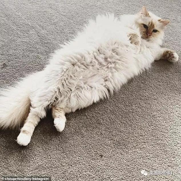 老佛爷的猫继承多少遗产,老佛爷去世后财产留给了一只猫