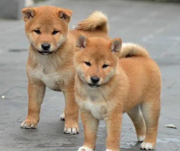 农村喜欢养的土狗,如何养土狗最便宜