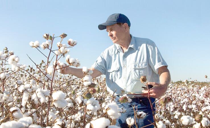 精梳棉跟长绒棉哪个耐穿,精梳棉水洗棉长绒棉啥区别