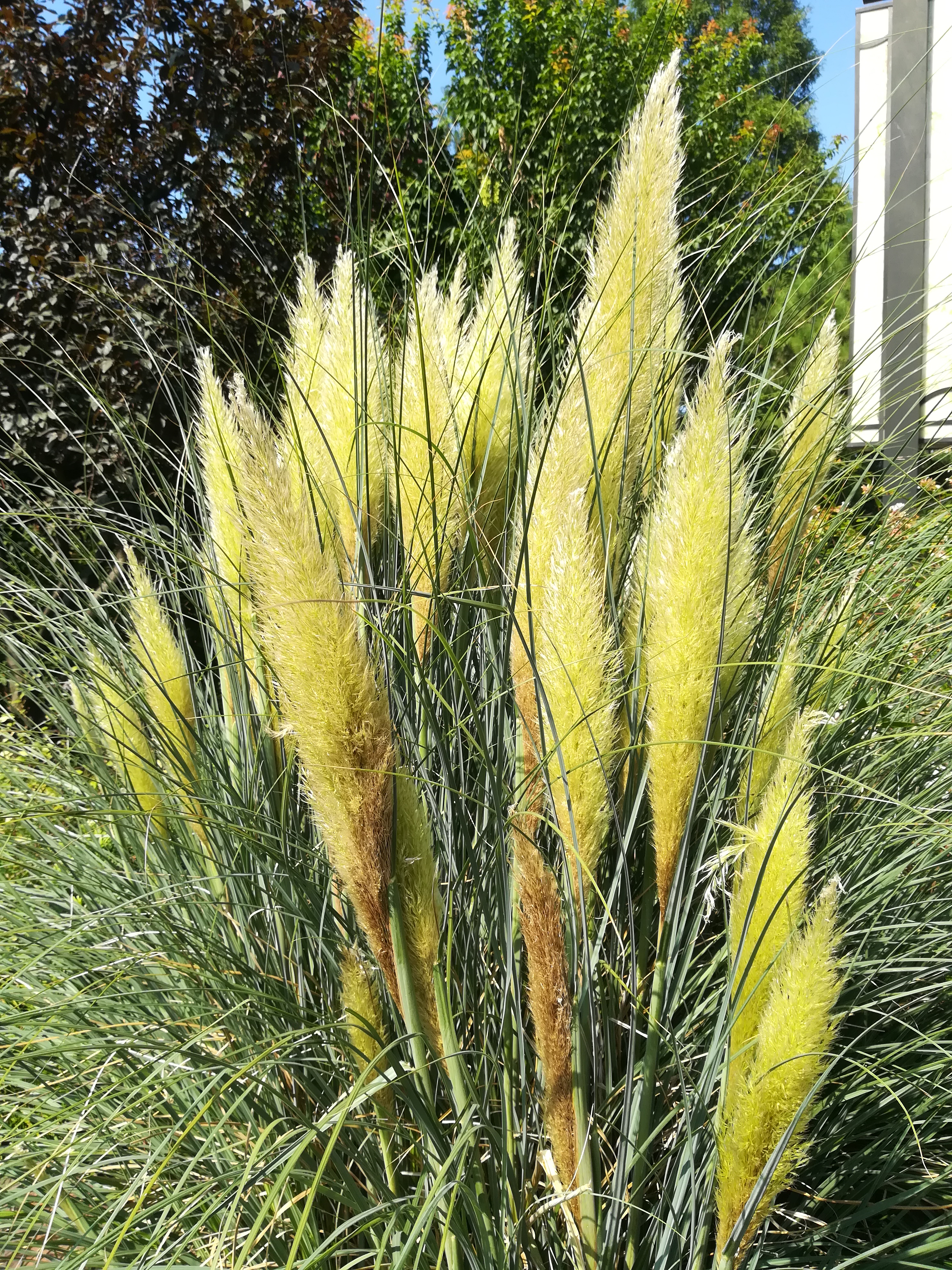 上海长风公园钓鱼,上海长风公园改造计划