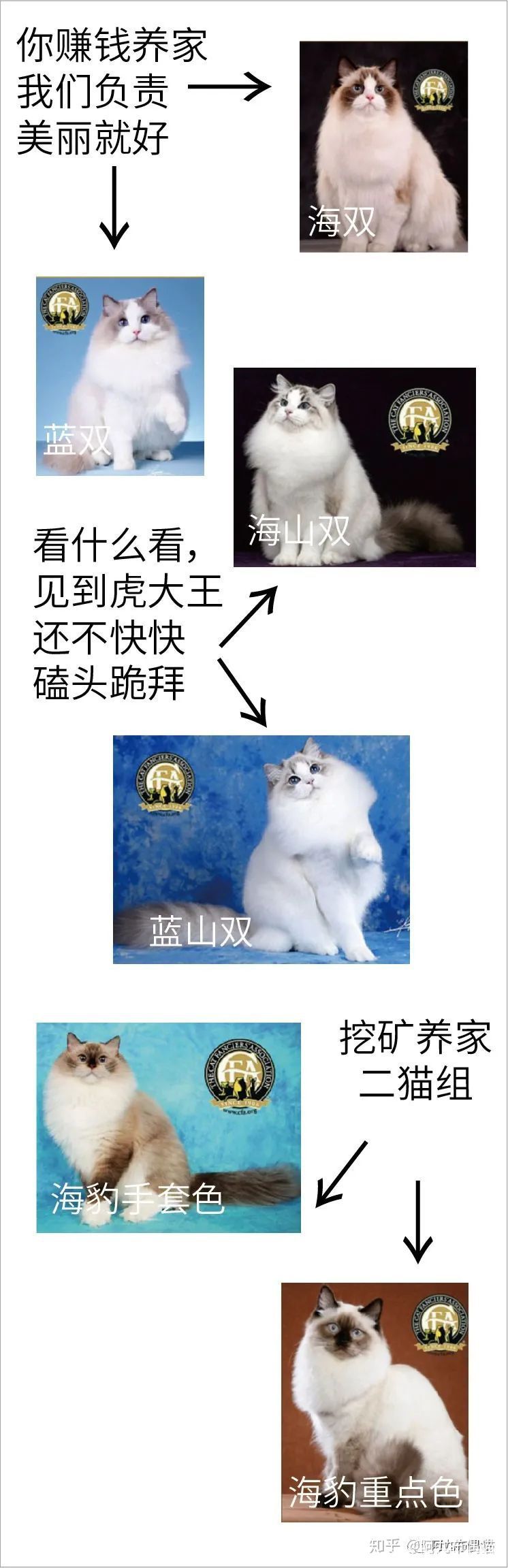 布偶猫舍推荐买什么猫粮,正规布偶猫舍推荐及其地理位置
