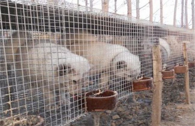 狐狸养殖幼崽出生应注意什么问题,狐狸繁殖方法视频