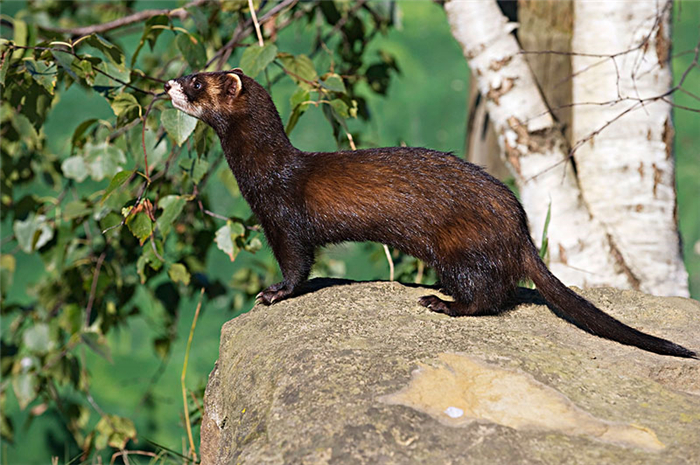 艾鼬在东北是保护动物吗,艾鼬北疆亚种