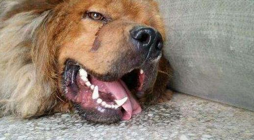 如果你家狗狗生病了怎么办,怎么发现狗狗中暑