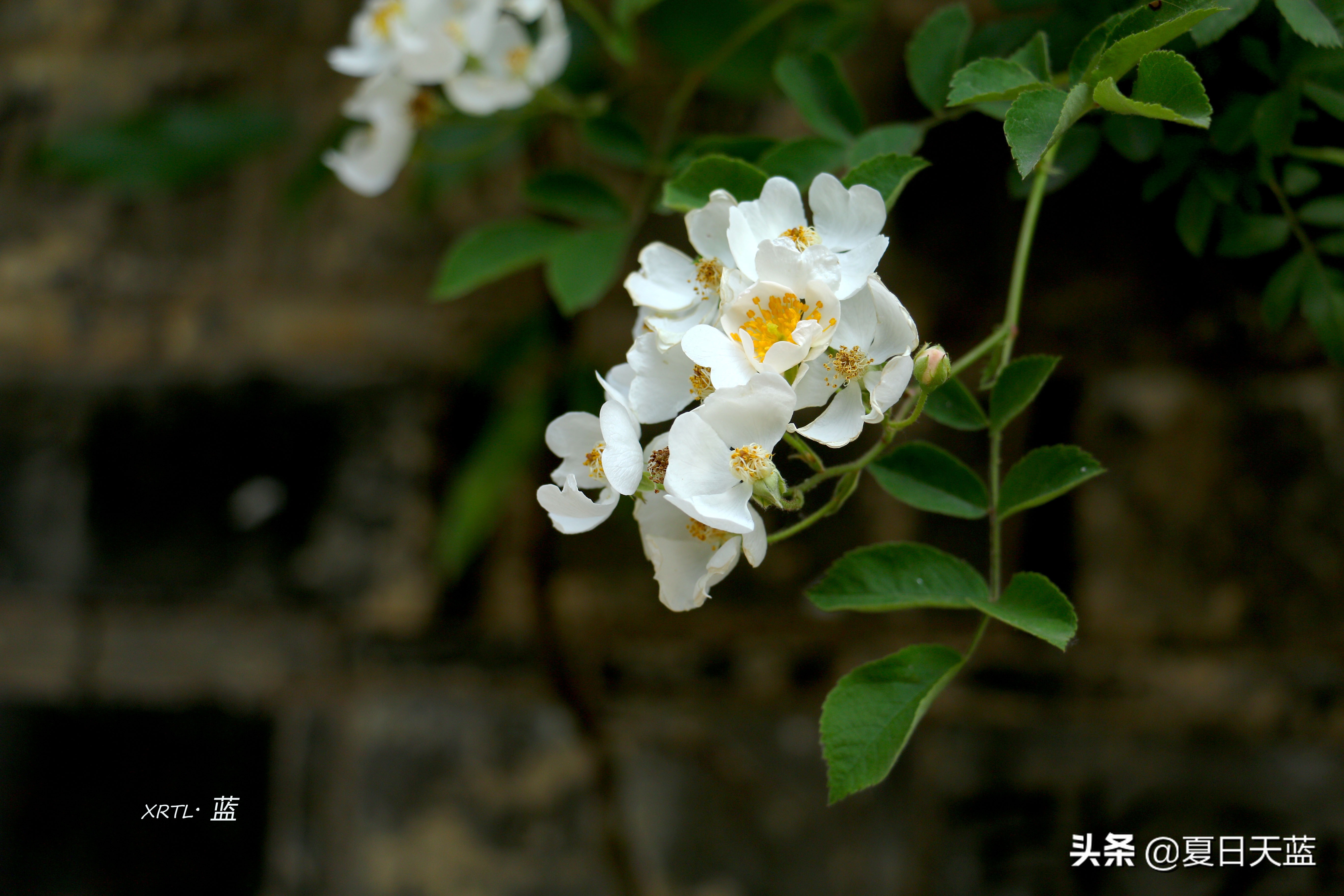 老门东蔷薇高清图片,老门东蔷薇花人像